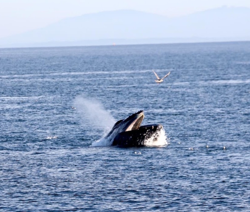 Photo of Whale Watch