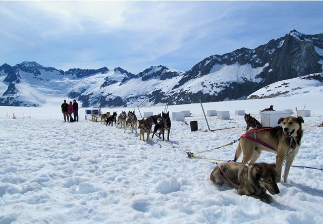sled dogs resting on glacier