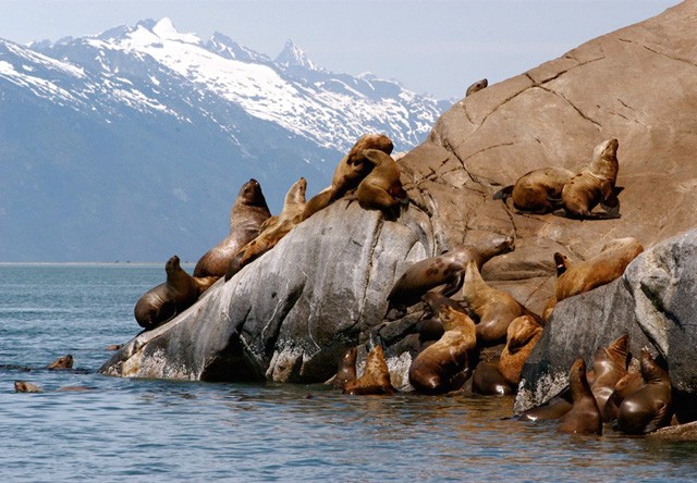 Seals on Glacier Point
