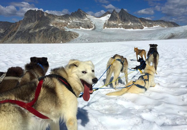 sled dogs on glacier