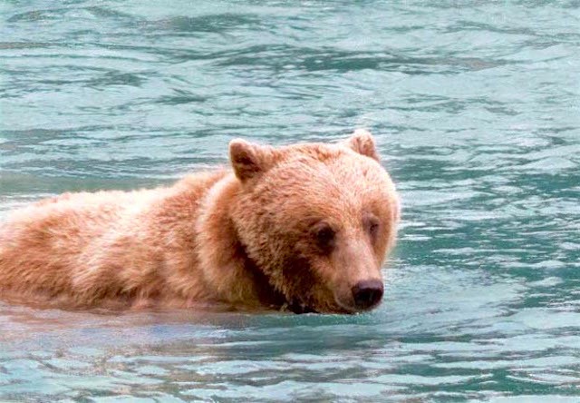 bear in chilkoot lake